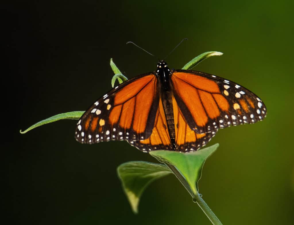 Male Monarch Butterfly Open Wings Resting