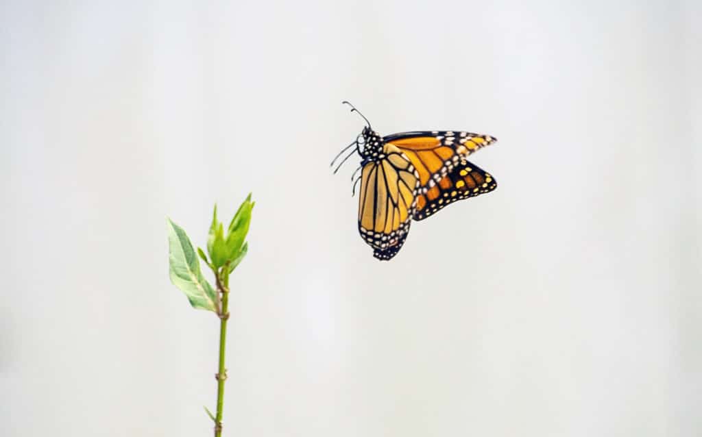 Monarch Butterfly Landing On Milkweed Plant
