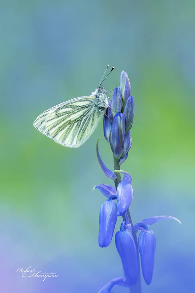 Photo 016 Green Veined White Butterfly RST097341
