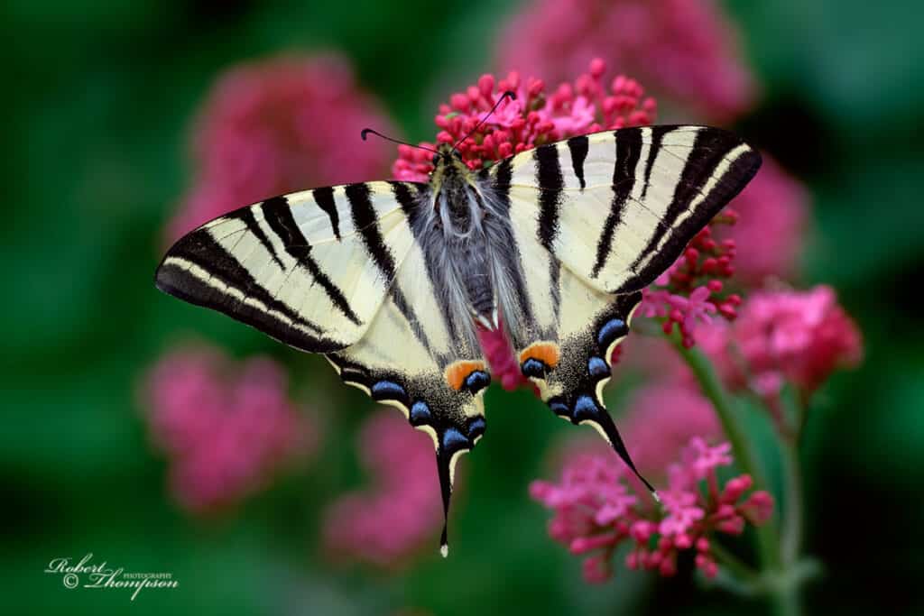Photo 09 Scarce Swallowtail Iphiclides Podalirius RT093460 2