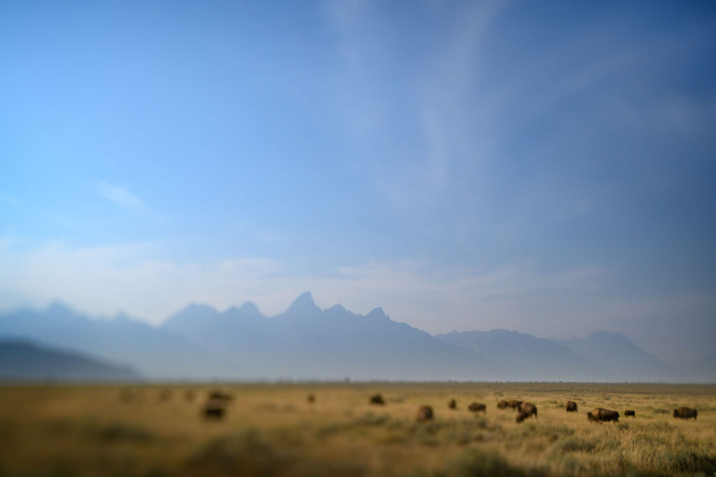 Bison Herd At The Tetons