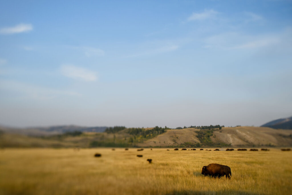 A Bison Scene