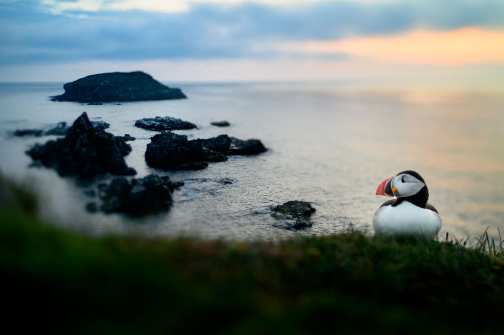 Resting Puffin